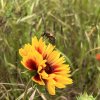 ERISTALE. Les mouches sont les héros méconnus de la pollinisation. Jardin, 5 juin 2024. CLÉOPHÉE HENRY DECORMEILLE